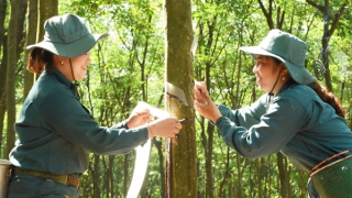 VRG củng cố vị thế Tập đoàn nông nghiệp - công nghiệp hàng đầu với những bước tiến mạnh mẽ trong năm 2025