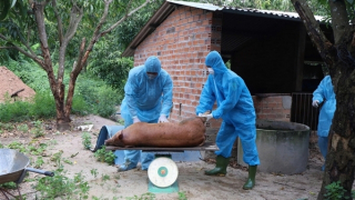 Phát hiện hàng trăm con lợn chết nghi do dịch bệnh tại cơ sở giết mổ