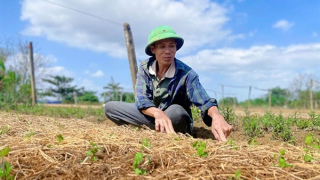 Nông dân vùng lũ gượng dậy, “hồi sinh” vựa hoa Tết