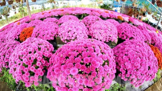 Ba trọng tâm được kỳ vọng từ Festival Hoa - Kiểng Sa Đéc lần 2