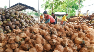 Ngành dừa từ nông nghiệp truyền thống đến kinh tế xanh tỷ USD