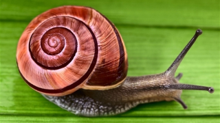 Số ốc sên trị giá 100.000 USD bị đánh cắp