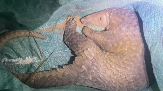 Người dân giao nộp cá thể tê tê Java có tên trong Sách đỏ IUCN