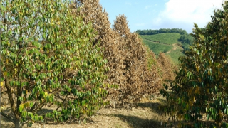 Sầu riêng chết trắng sau ngập lụt ở Lâm Đồng