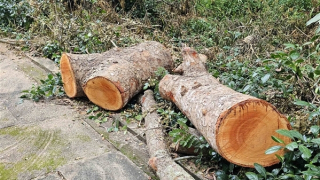 Ai đốn hạ hàng chục cây xà cừ ở công viên văn hóa hồ Nước Ngọt ?