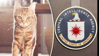 Cái chết của chú mèo  đắt nhất hành tinh