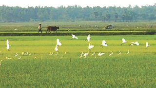 Tiếng chim gọi vịt