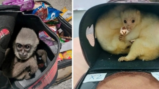 Khi buôn bán động vật hoang dã trở thành một “nền kinh tế ngầm” xuyên quốc gia