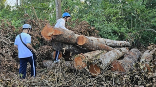 Quản lý, bảo vệ câu kết đốn hạ 42 cây xanh ở Khu văn hóa hồ Nước Ngọt