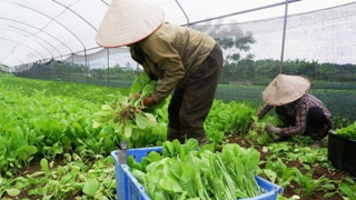 Tạo chuyển biến rõ rệt trong nhận thức và hành động về an toàn thực phẩm