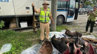 Xe khách vận chuyển lượng lớn nghi thịt động vật hoang dã quý hiếm