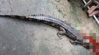 Bị phạt 315 triệu đồng vì để cá sấu xổng chuồng cắn người