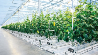 Xây dựng ngành nông nghiệp hiện đại,  hiệu quả cho siêu đô thị TP Hồ Chí Minh