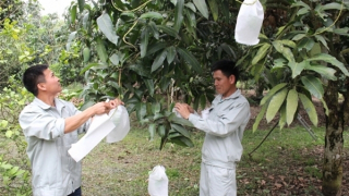 Nhân rộng và phát triển các vùng nguyên liệu đạt chuẩn