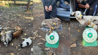 Công an xã Bom Bo triệt phá nhóm đối tượng trộm chó chuyên nghiệp