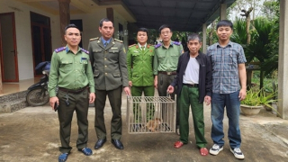 Thả 3 cá thể khỉ vàng quý hiếm về Vườn quốc gia Phong Nha Kẻ Bàng