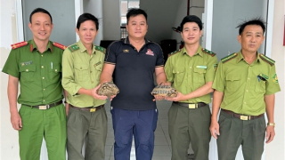 Phát hiện 2 rùa núi vàng quý hiếm bò bên đường, người dân giao nộp Công an