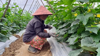 Nông dân Đà Nẵng hối hả cho vụ mùa phục vụ Tết