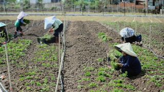 Bà con vùng lũ xuống giống rau ngắn ngày phục vụ thị trường Tết