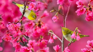 Giao hưởng mùa xuân