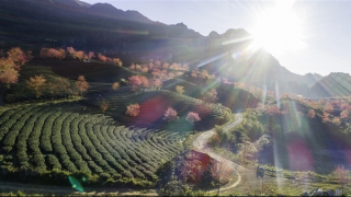 Móc xuân trên đỉnh gió