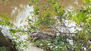 Truy tìm tung tích nạn nhân nổi trên đoạn kênh đầy lục bình