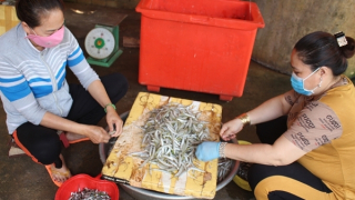 Mùa cá lìm kìm ở hồ Trị An