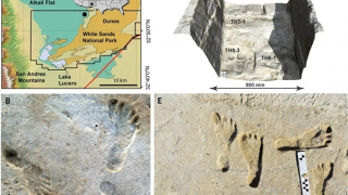 Tìm thấy dấu chân người cổ xưa nhất ở Mỹ