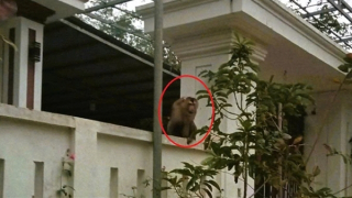 Một phụ nữ bị khỉ tấn công phải nhập viện