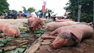 Chuyên gia nói về mức độ ảnh hưởng sức khỏe của thịt lợn nhiễm dịch bệnh được chế biến đóng hộp