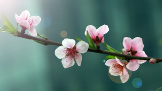 Lục Ngạn, xuân và em