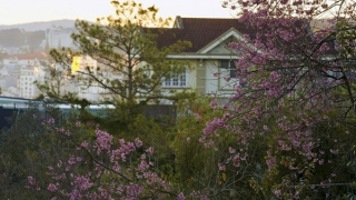 Mùa mới thật Đà Lạt