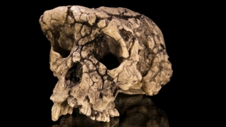 Ứng viên tổ tiên cổ xưa nhất của loài người xuất hiện?