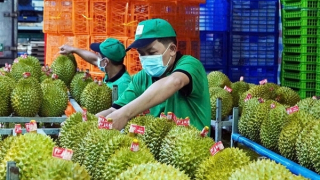 Năm 2026, thí điểm truy xuất nguồn gốc đầu tiên với sầu riêng