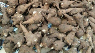 Bệnh viện 19-8 cứu sống một phụ nữ nguy kịch sau khi ăn củ ấu tàu