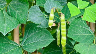 Bộ Y tế vào cuộc vụ 2 người hôn mê, 4 người cấp cứu sau khi ăn hạt quả cây củ đậu