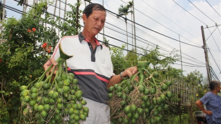 Cau Đồng Môn vẫn đong đưa trước gió
