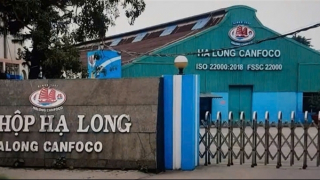 Bắt Tổng giám đốc Công ty cổ phần đồ hộp Hạ Long