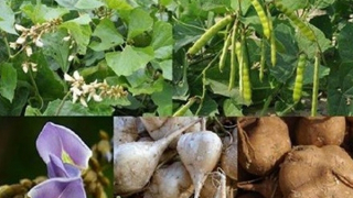 Cháu bé trong gia đình ngộ độc hạt củ đậu tiên lượng nặng