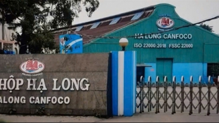 Lỗ hổng nào trong thu gom, vận chuyển lợn bệnh "phù phép" thành pate thịt hộp?