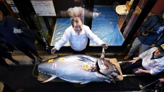 Con cá ngừ vây xanh giá hơn 3 triệu USD