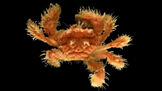 Tìm thấy nhiều loài sinh vật cực lạ dưới đáy đại dương