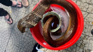 Mua bán rắn hổ mang chúa, một đối tượng bị khởi tố