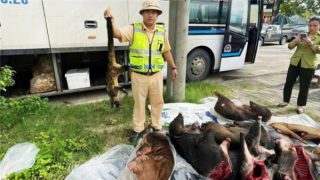 Chợ thú rừng và những chiêu thức “nhá hàng”