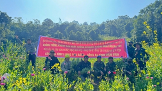 Phá nhổ hơn 12.000 m² cây thuốc phiện tại khu vực giáp biên Điện Biên – Luông Pha Băng