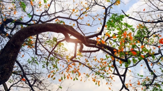 Bắc Bộ sáng sớm mù sương, trưa chiều có nắng