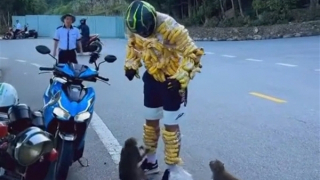 Phản cảm du khách quấn chuối trên người để...  “chọc ghẹo” khỉ ở bán đảo Sơn Trà