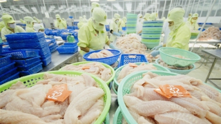 “Cơ hội vàng” cho ngành cá tra vươn mình