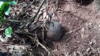 Giải cứu và thả 2 cá thể Tê tê quý hiếm bị mắc bẫy về rừng tự nhiên