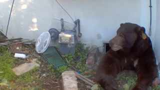 Gấu nâu sống “ké” nhà dân cả tháng